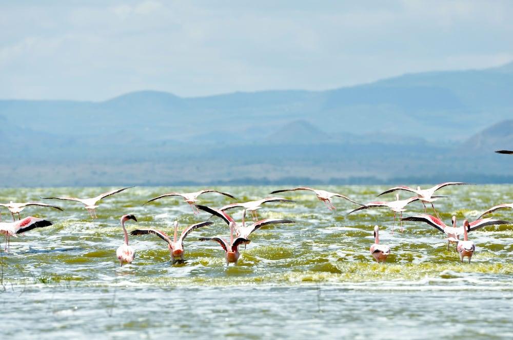 Lake Elmenteita Serena Camp Buitenkant foto